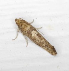 Acrolepiopsis assectella