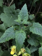 Calceolaria perfoliata
