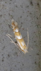 Phyllonorycter propinquinella