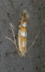 Phyllonorycter propinquinella