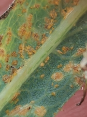 Miyagia pseudosphaeria