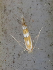 Phyllonorycter propinquinella