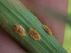 Miyagia pseudosphaeria