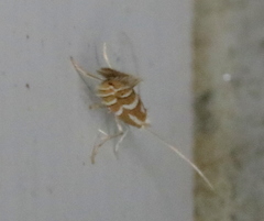 Phyllonorycter propinquinella