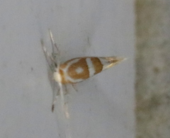 Phyllonorycter propinquinella
