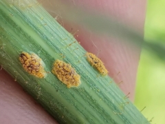 Miyagia pseudosphaeria