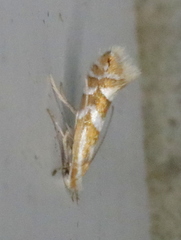Phyllonorycter propinquinella