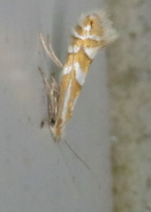 Phyllonorycter propinquinella