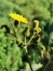 Miyagia pseudosphaeria