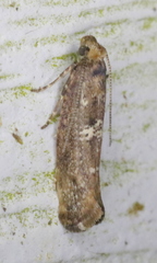 Acrolepiopsis assectella