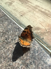 Nymphalis