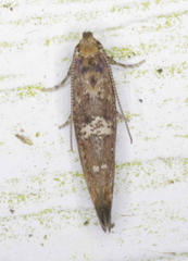 Acrolepiopsis assectella