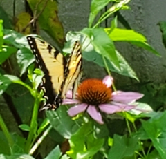 Papilio canadensis × glaucus