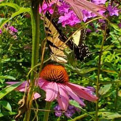 Papilio canadensis × glaucus