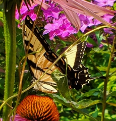 Papilio canadensis × glaucus