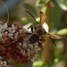 photo of Elegant Grass-carrying Wasp (Isodontia elegans)