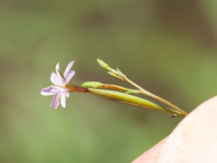 Epilobium foliosum