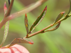 Epilobium foliosum