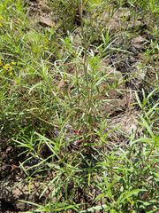 Epilobium foliosum