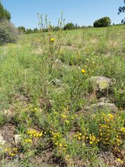 Grindelia arizonica