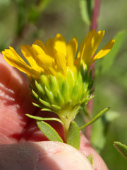 Grindelia arizonica