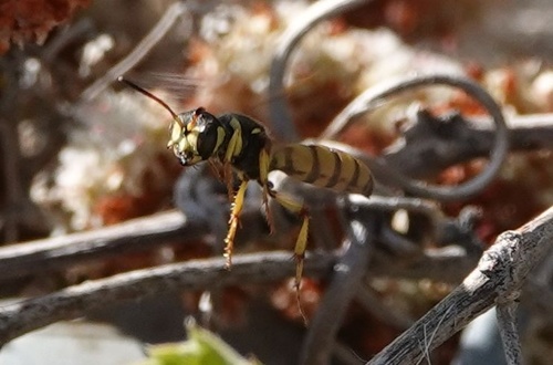 photo of Ants, Bees, And Stinging Wasps (Aculeata)