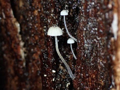 Mycena maldea