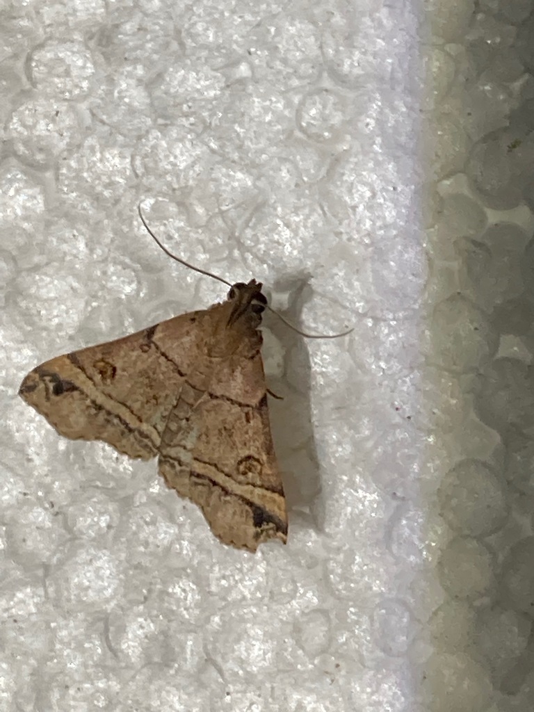 Mastixis lysaniax