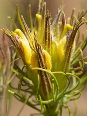 Cordylanthus wrightii tenuifolius