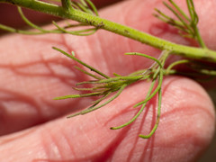 Cordylanthus wrightii tenuifolius