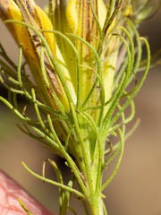 Cordylanthus wrightii tenuifolius