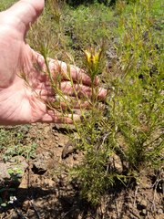 Cordylanthus wrightii tenuifolius