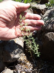 Hedeoma oblongifolia