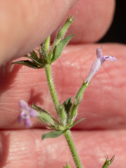 Hedeoma oblongifolia