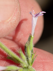 Hedeoma oblongifolia
