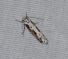 Ethmia semilugens