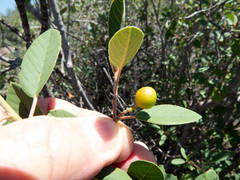 Frangula californica ursina