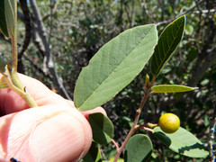 Frangula californica ursina