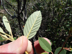 Frangula californica ursina