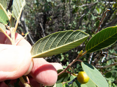 Frangula californica ursina