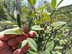 Frangula californica ursina