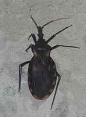 Triatoma longipennis