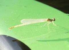 Enallagma vesperum