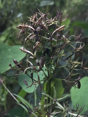 Stenostephanus
