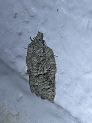 Acleris placidana