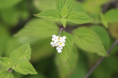 Lantana hirta