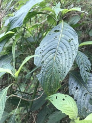 Stenostephanus