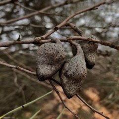 Hakea leucoptera leucoptera