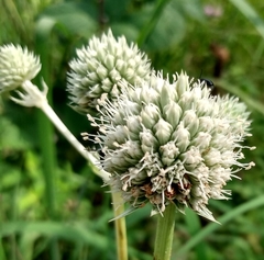 Eryngium yuccifolium