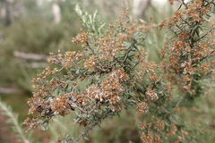 Ozothamnus secundiflorus